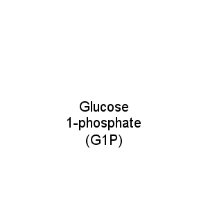 Glucose 1-phosphate (G1P)